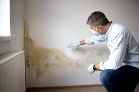 Best Emergency Mold Remediation  in London, OH